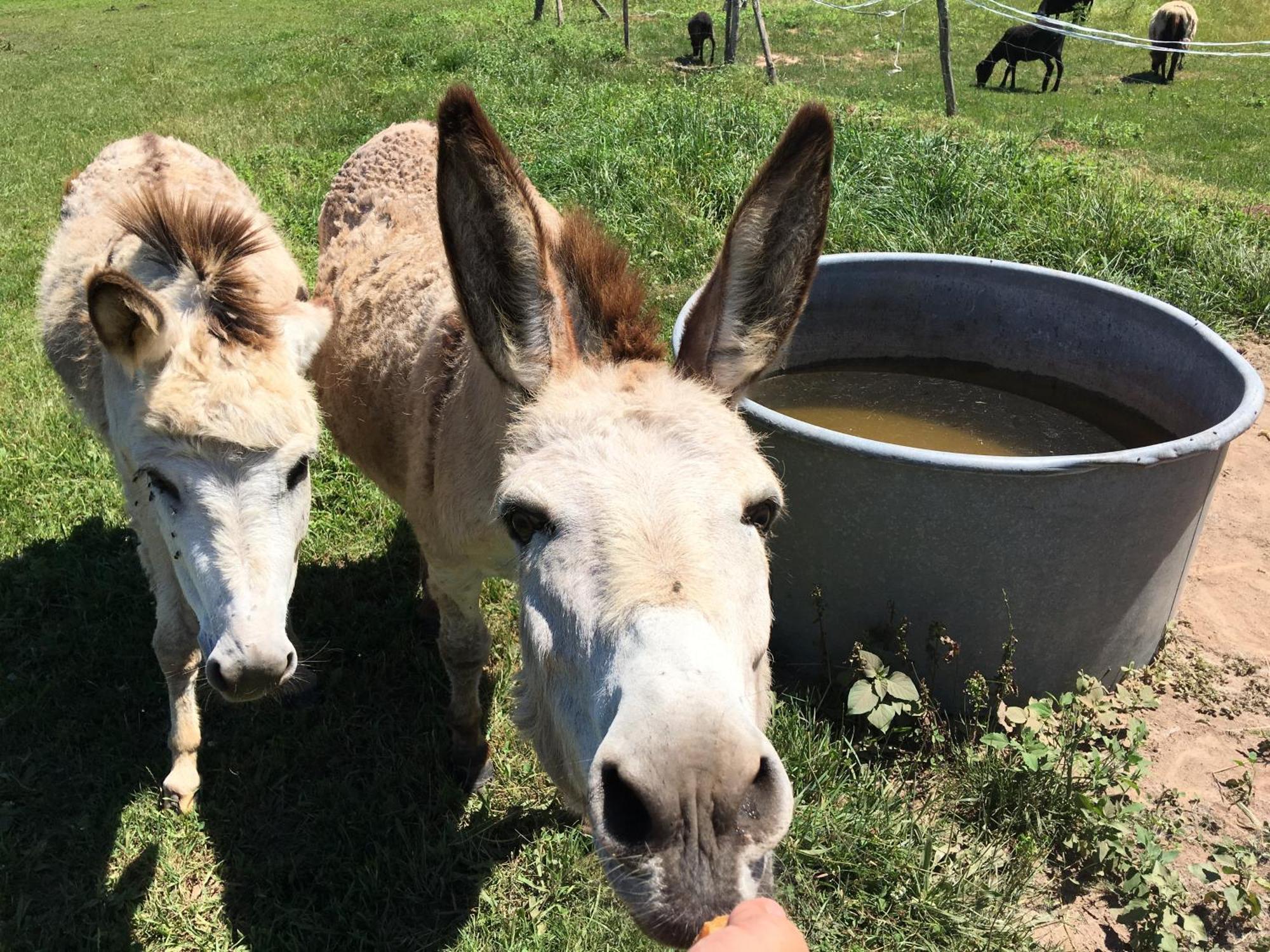 Camping La Ferme de Perdigat Limeuil Bagian luar foto